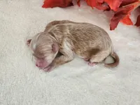 Rose, a female Cockapoo for sale in Louisburg, NC – 7 of 8