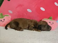 Strawberry, a female Miniature Dachshund for sale in Louisburg, NC – 6 of 9