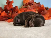Reese, a male Cockapoo for sale in Louisburg, NC – 4 of 8