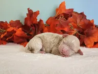 Raya, a female Cockapoo for sale in Louisburg, NC – 5 of 8