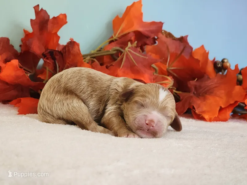 River – Cockapoo puppy for sale in Louisburg, NC