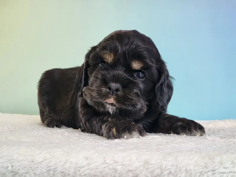 Paris – Cocker Spaniel puppy for sale in Louisburg, NC