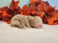 Rose, a female Cockapoo for sale in Louisburg, NC – 2 of 8