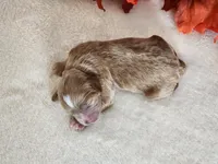River, a male Cockapoo for sale in Louisburg, NC – 7 of 7