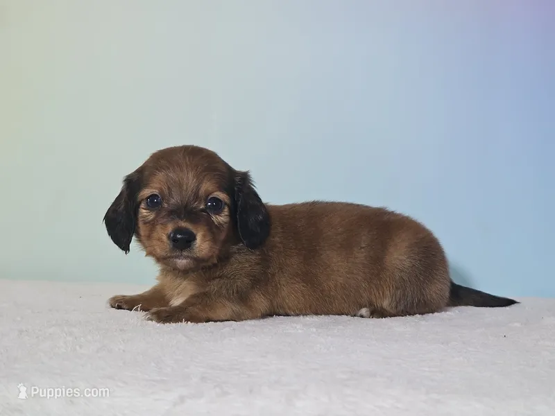 Missy – Miniature Dachshund puppy for sale in Louisburg, NC