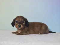 Missy, a female Miniature Dachshund for sale in Louisburg, NC – 1 of 7