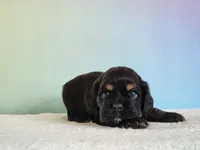 Paxton , a male Cocker Spaniel for sale in Louisburg, NC – 6 of 8