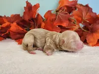Rose, a female Cockapoo for sale in Louisburg, NC – 6 of 8