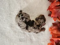 Royal, a male Cockapoo for sale in Louisburg, NC – 6 of 6