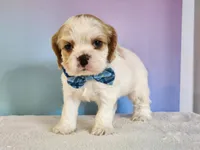 Milo, a male Cocker Spaniel for sale in Louisburg, NC – 9 of 10