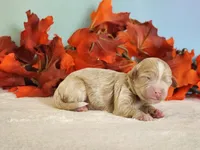 Rylan, a female Cockapoo for sale in Louisburg, NC – 5 of 9