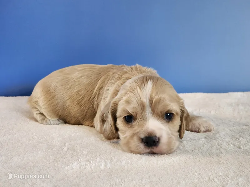 Mason – Cocker Spaniel puppy for sale in Louisburg, NC