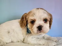 Milo, a male Cocker Spaniel for sale in Louisburg, NC – 4 of 10