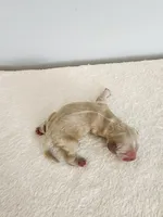 Mason, a male Cocker Spaniel for sale in Louisburg, NC – Photo 3 of 10