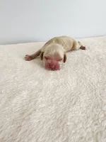 Mason, a male Cocker Spaniel for sale in Louisburg, NC – Photo 2 of 10