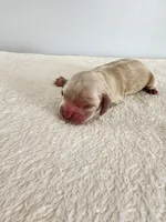Mason, a male Cocker Spaniel for sale in Louisburg, NC – Photo 10 of 10