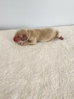 Mason, a male Cocker Spaniel for sale in Louisburg, NC – Photo 4 of 10