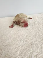 Mason, a male Cocker Spaniel for sale in Louisburg, NC – Photo 8 of 10