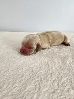Mason, a male Cocker Spaniel for sale in Louisburg, NC – Photo 9 of 10