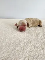 Mason, a male Cocker Spaniel for sale in Louisburg, NC – Photo 6 of 10