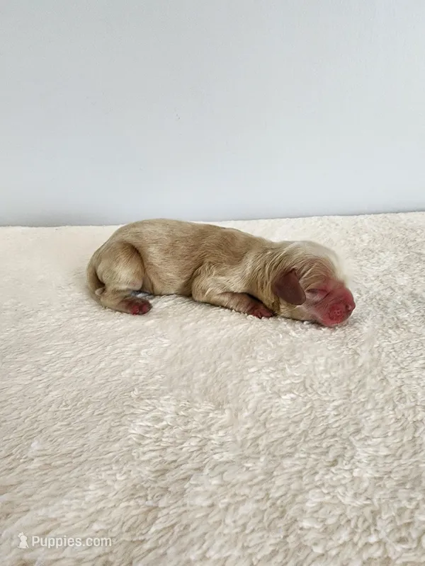 Mason – Cocker Spaniel puppy for sale in Louisburg, NC