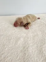 Mason, a male Cocker Spaniel for sale in Louisburg, NC – Photo 5 of 10
