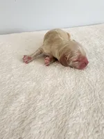 Mason, a male Cocker Spaniel for sale in Louisburg, NC – Photo 7 of 10