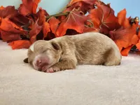 River, a male Cockapoo for sale in Louisburg, NC – 4 of 7