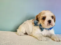 Milo, a male Cocker Spaniel for sale in Louisburg, NC – 6 of 10