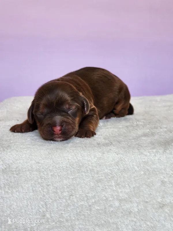 Oaklynn  – Cockapoo puppy for sale in Louisburg, NC
