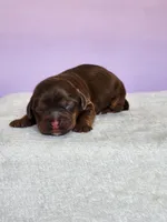 Oaklynn , a female Cockapoo for sale in Louisburg, NC – Photo 1 of 10