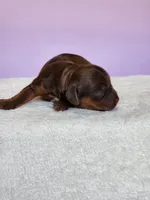 Oaklynn , a female Cockapoo for sale in Louisburg, NC – Photo 4 of 10