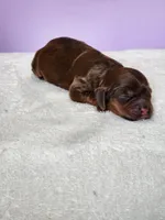 Oaklynn , a female Cockapoo for sale in Louisburg, NC – Photo 7 of 10