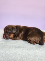 Oaklynn , a female Cockapoo for sale in Louisburg, NC – Photo 8 of 10