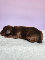 Oaklynn , a female Cockapoo for sale in Louisburg, NC – Photo 10 of 10