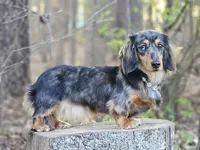 Missy, a female Miniature Dachshund for sale in Louisburg, NC – 7 of 7
