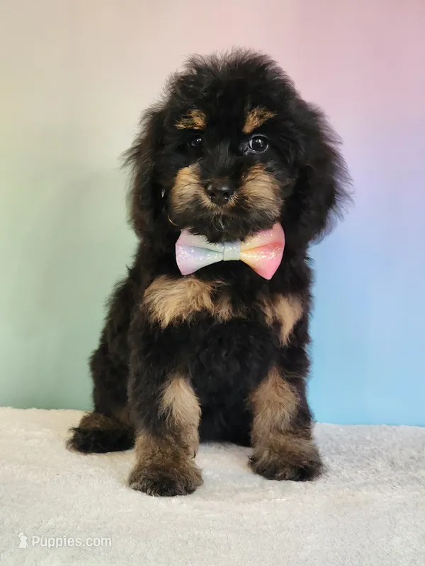 Lydia – Cockapoo puppy for sale in Louisburg, NC