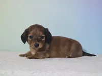 Missy, a female Miniature Dachshund for sale in Louisburg, NC – 5 of 7