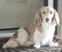 Missy, a female Miniature Dachshund for sale in Louisburg, NC – 6 of 7
