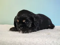 Paris, a female Cocker Spaniel for sale in Louisburg, NC – 7 of 8