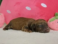Strawberry, a female Miniature Dachshund for sale in Louisburg, NC – 5 of 9
