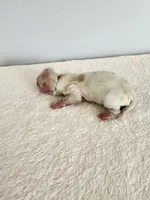 Milo, a male Cocker Spaniel for sale in Louisburg, NC – Photo 2 of 10