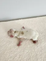 Milo, a male Cocker Spaniel for sale in Louisburg, NC – Photo 3 of 10