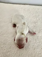 Milo, a male Cocker Spaniel for sale in Louisburg, NC – Photo 6 of 10