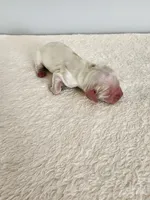 Milo, a male Cocker Spaniel for sale in Louisburg, NC – Photo 7 of 10