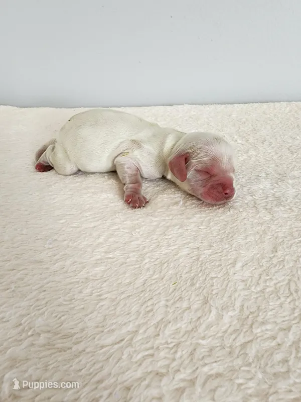 Milo – Cocker Spaniel puppy for sale in Louisburg, NC