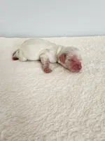 Milo, a male Cocker Spaniel for sale in Louisburg, NC – Photo 1 of 10