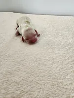 Milo, a male Cocker Spaniel for sale in Louisburg, NC – Photo 10 of 10