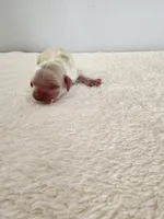 Milo, a male Cocker Spaniel for sale in Louisburg, NC – Photo 4 of 10