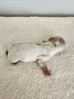 Milo, a male Cocker Spaniel for sale in Louisburg, NC – Photo 5 of 10